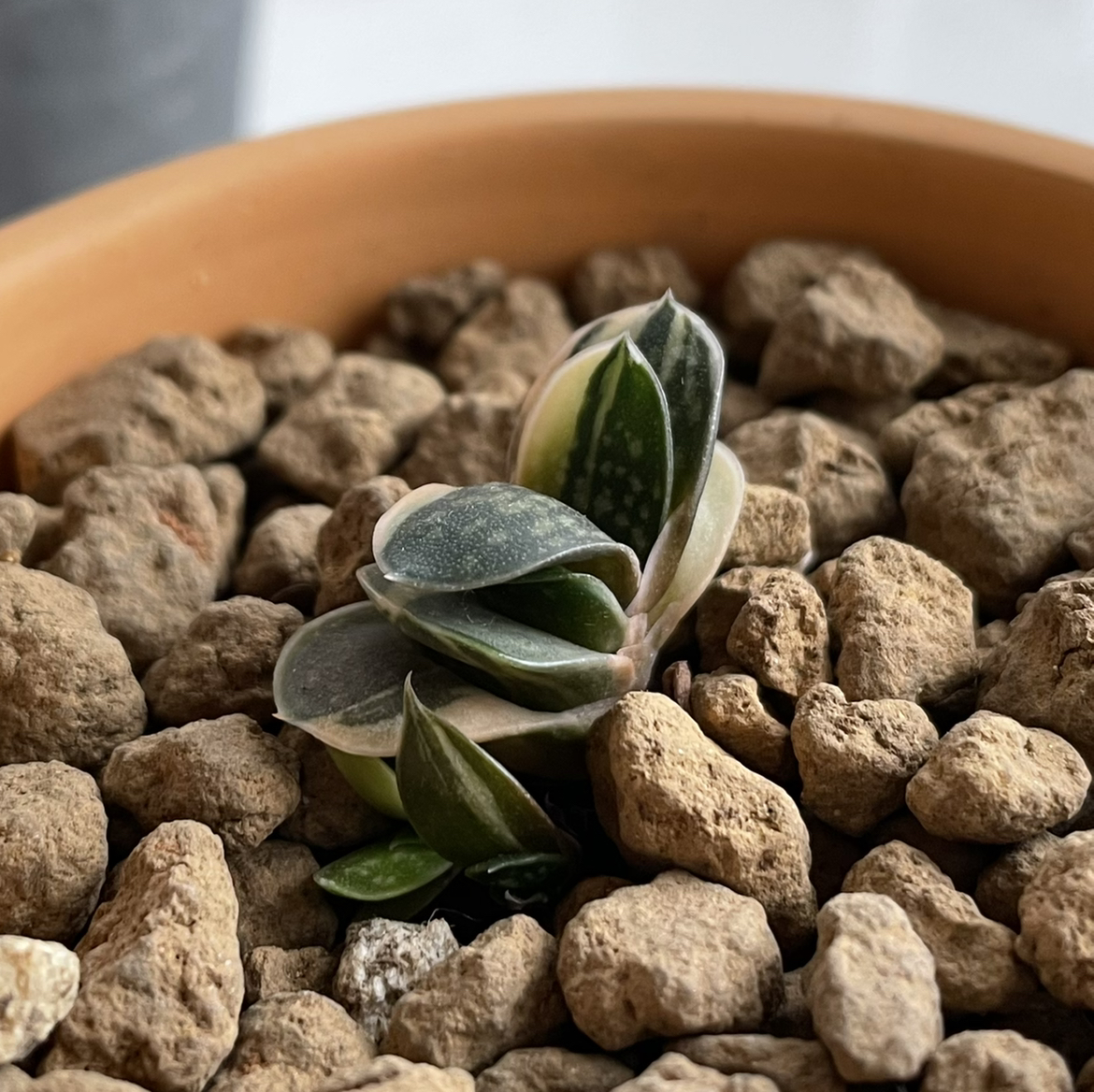 Photo of the plant species Gasteria nitidia var. armstrongii by @strawberrymoon named tsujiri [辻利] on Greg, the plant care app