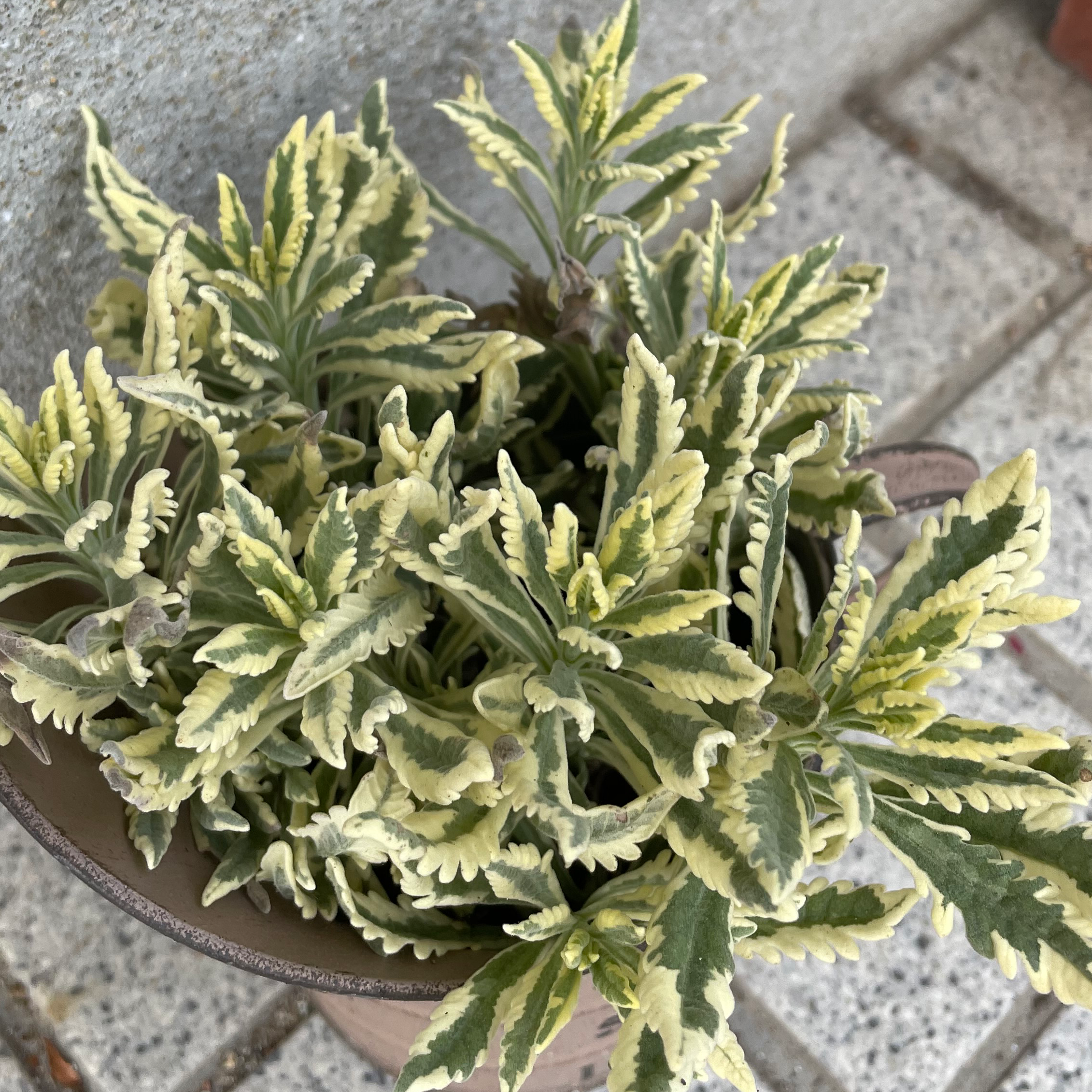 French Lavender plant photo by @strawberrymoon named finch on Greg, the plant care app.