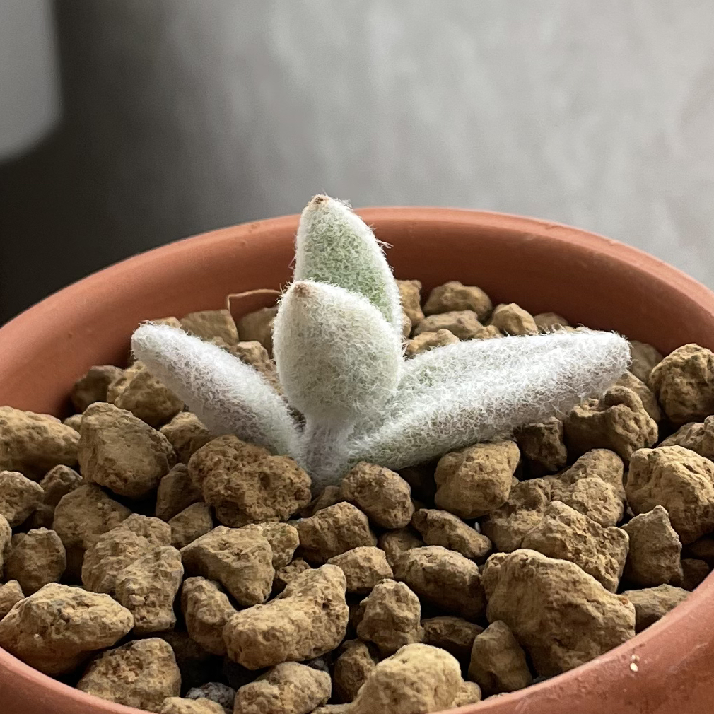 Snow White Panda Plant plant photo by @strawberrymoon named callisto on Greg, the plant care app.