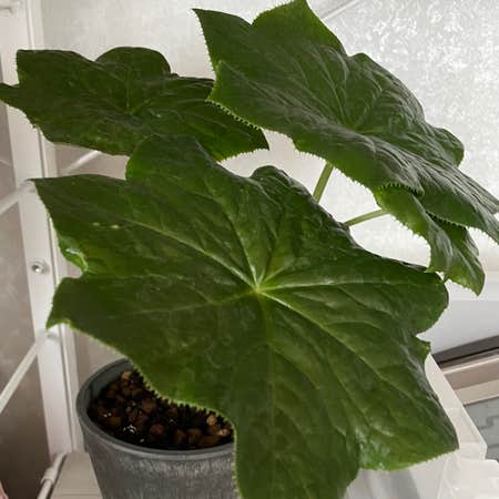 Photo of the plant species Chinese Mayapple by @strawberrymoon named monet on Greg, the plant care app