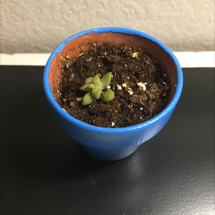 Small Sedum adolphi 'Golden Glow' succulent in a blue pot with visible soil.