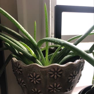 Aloe vera plant in Boston, Massachusetts