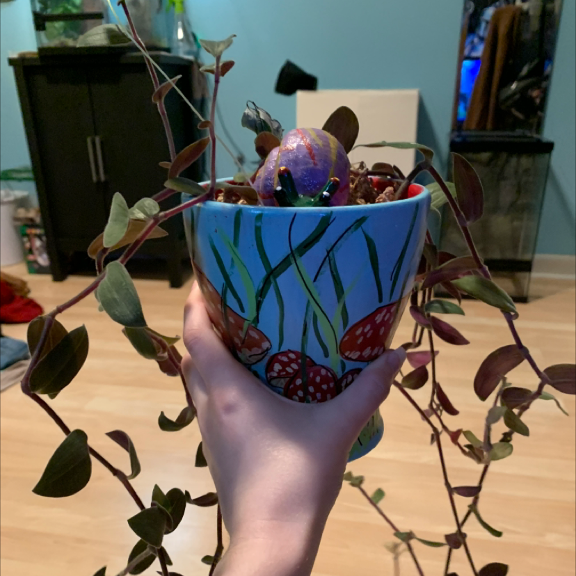 Potted Baby Bunny Bellies plant with trailing stems, held by a hand.