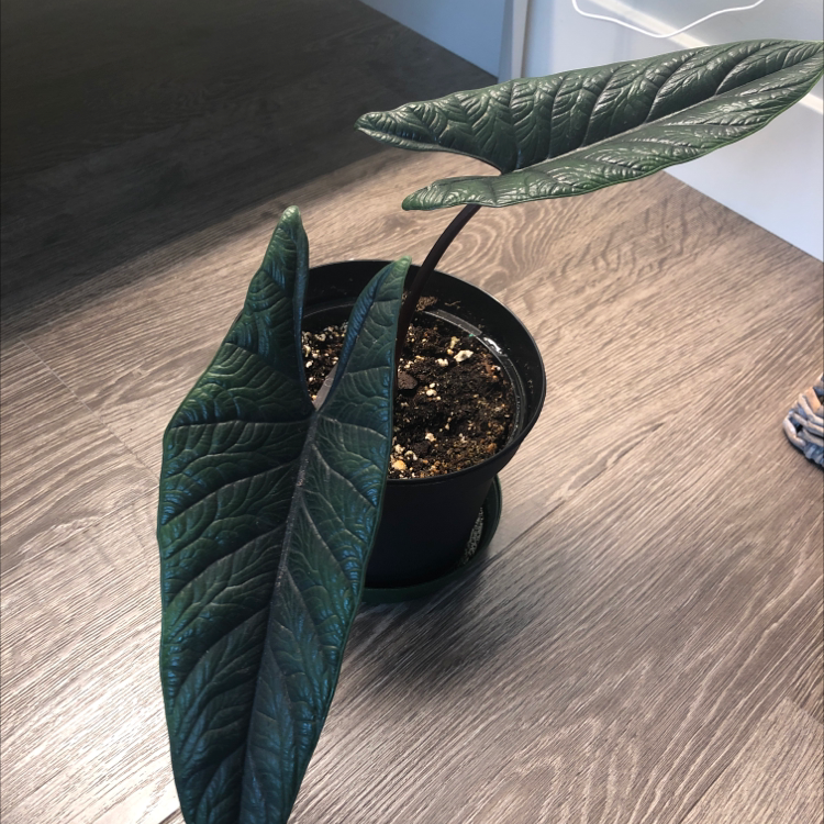 Alocasia Scalprum plant in a pot with dark green leaves, well-framed and centered.
