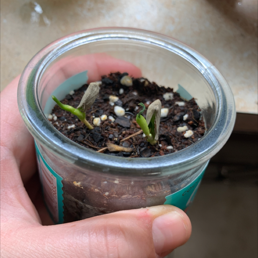 🍋 How Do I Fix Lemon Root Rot?