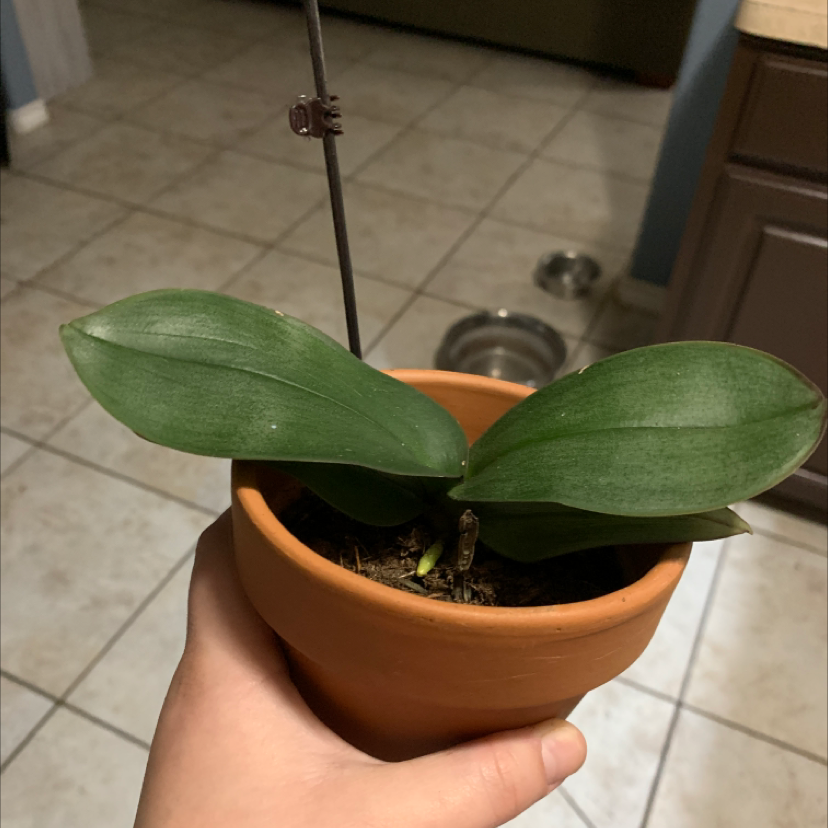 Potted Noble Dendrobium plant with broad green leaves held by a hand.