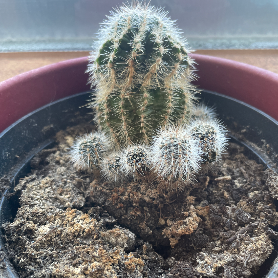 Correll's Hedgehog Cactus in a pot with visible dry soil.