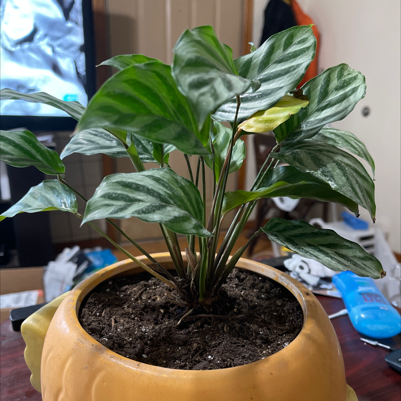Calathea 'Freddie' plant in a decorative pot with visible soil and slight yellowing on one leaf.