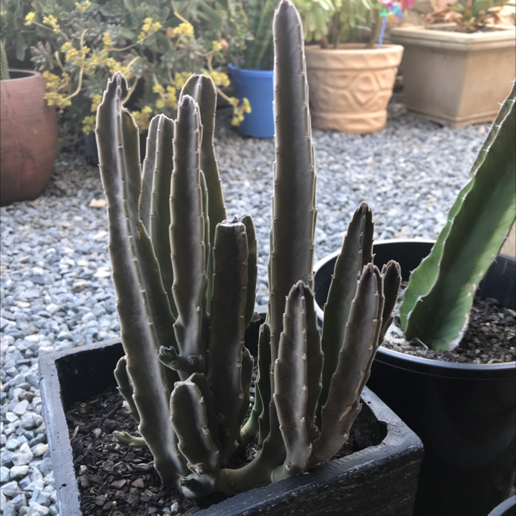Blue Myrtle Cactus in a pot with visible browning along the edges of the stems.