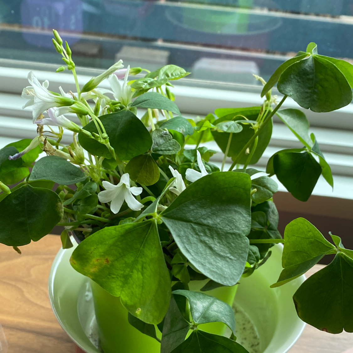 Broadleaf Woodsorrel plant in a green pot with white flowers and vibrant green leaves.