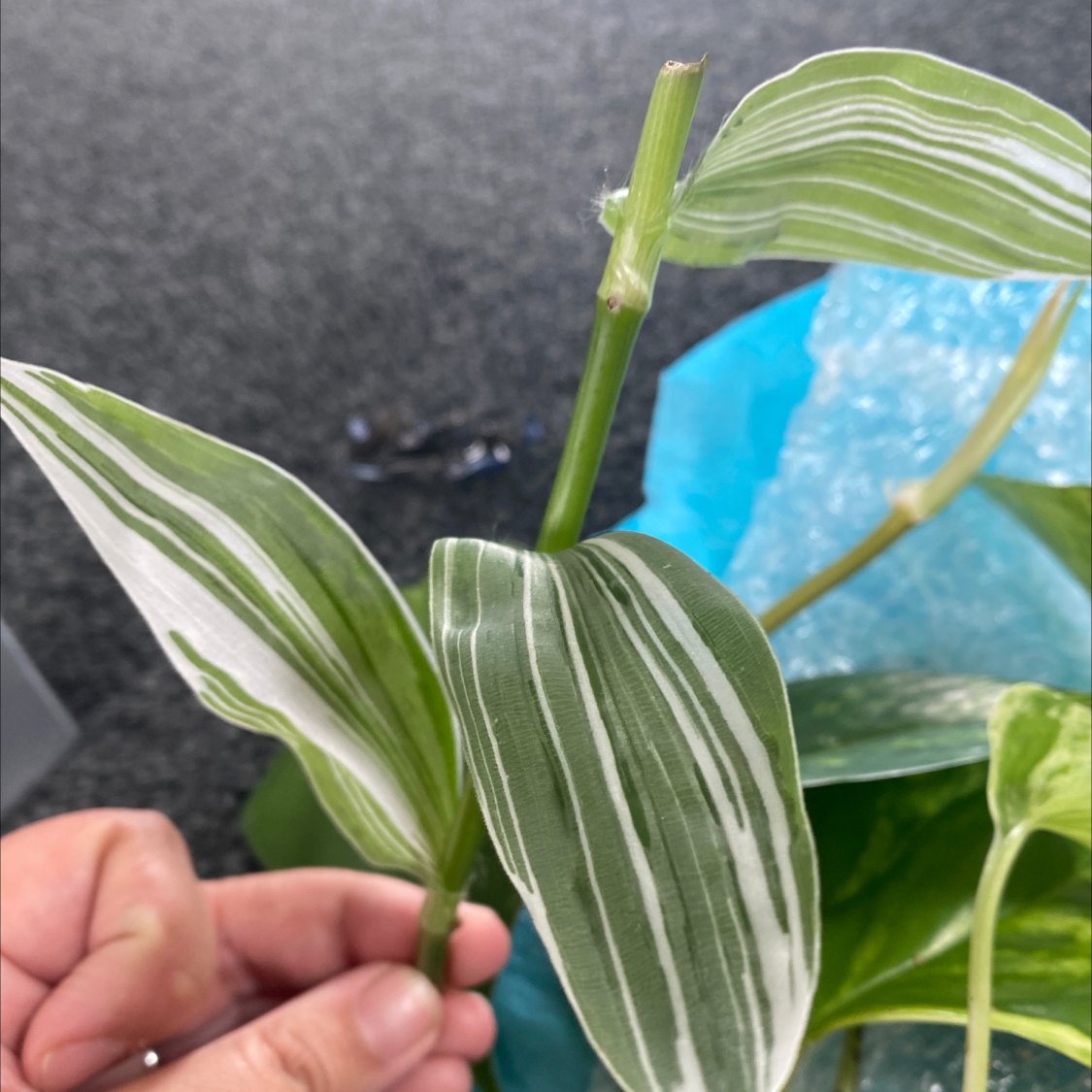 Tradescantia albiflora 'Albovittata' with variegated leaves held by a hand.