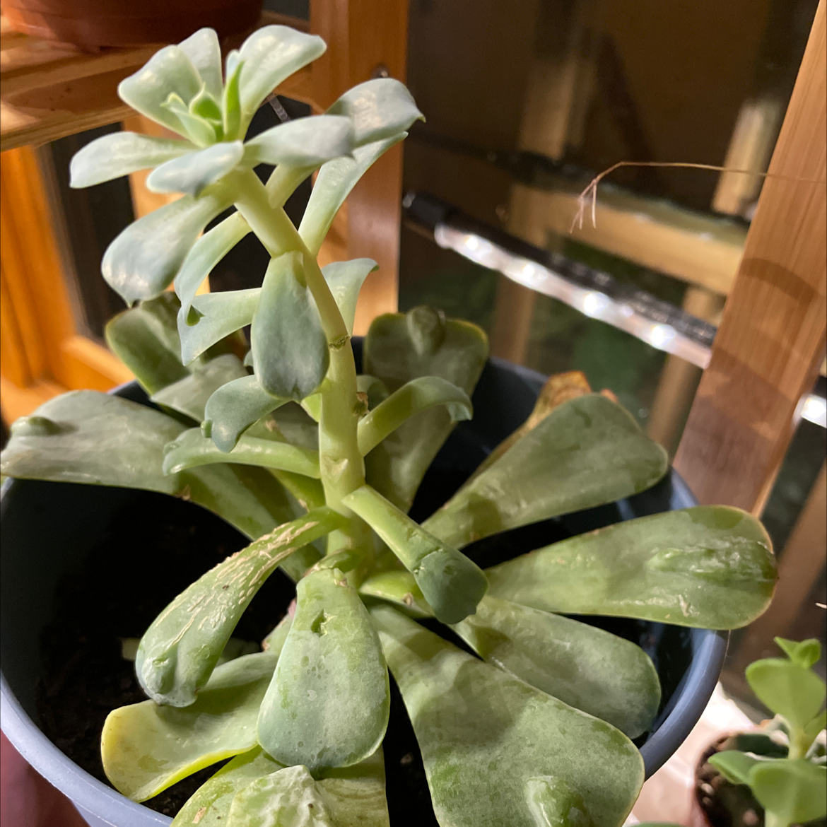 Raindrops Echeveria succulent in a pot with slight leaf discoloration.