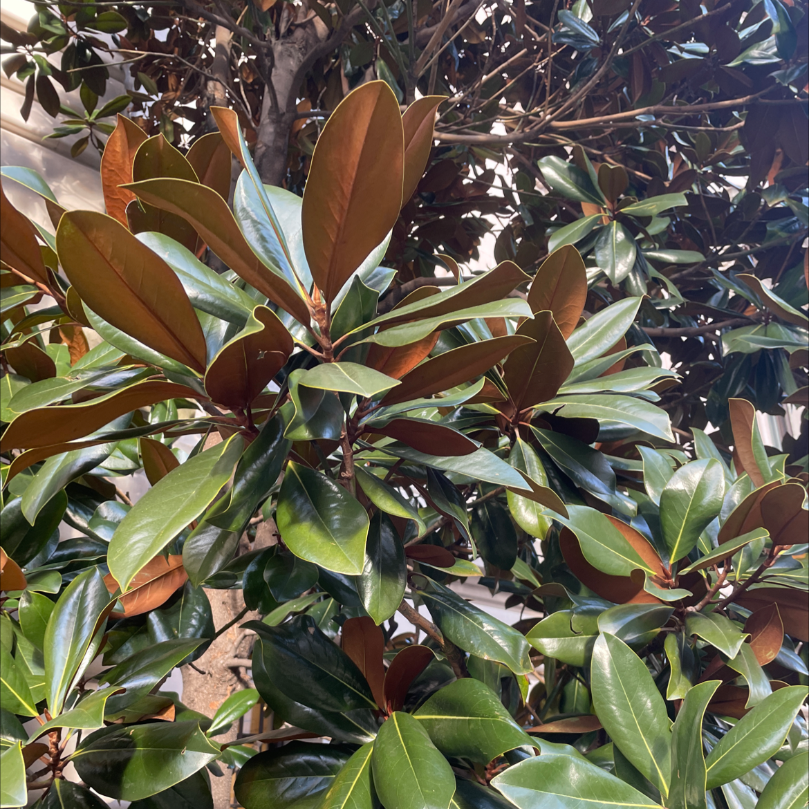 Why Are My Southern Magnolia Leaves Curling?