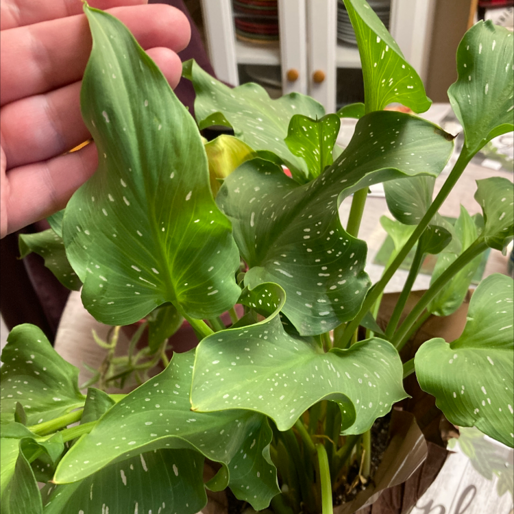 Spotted Calla Lily is Toxic to Humans