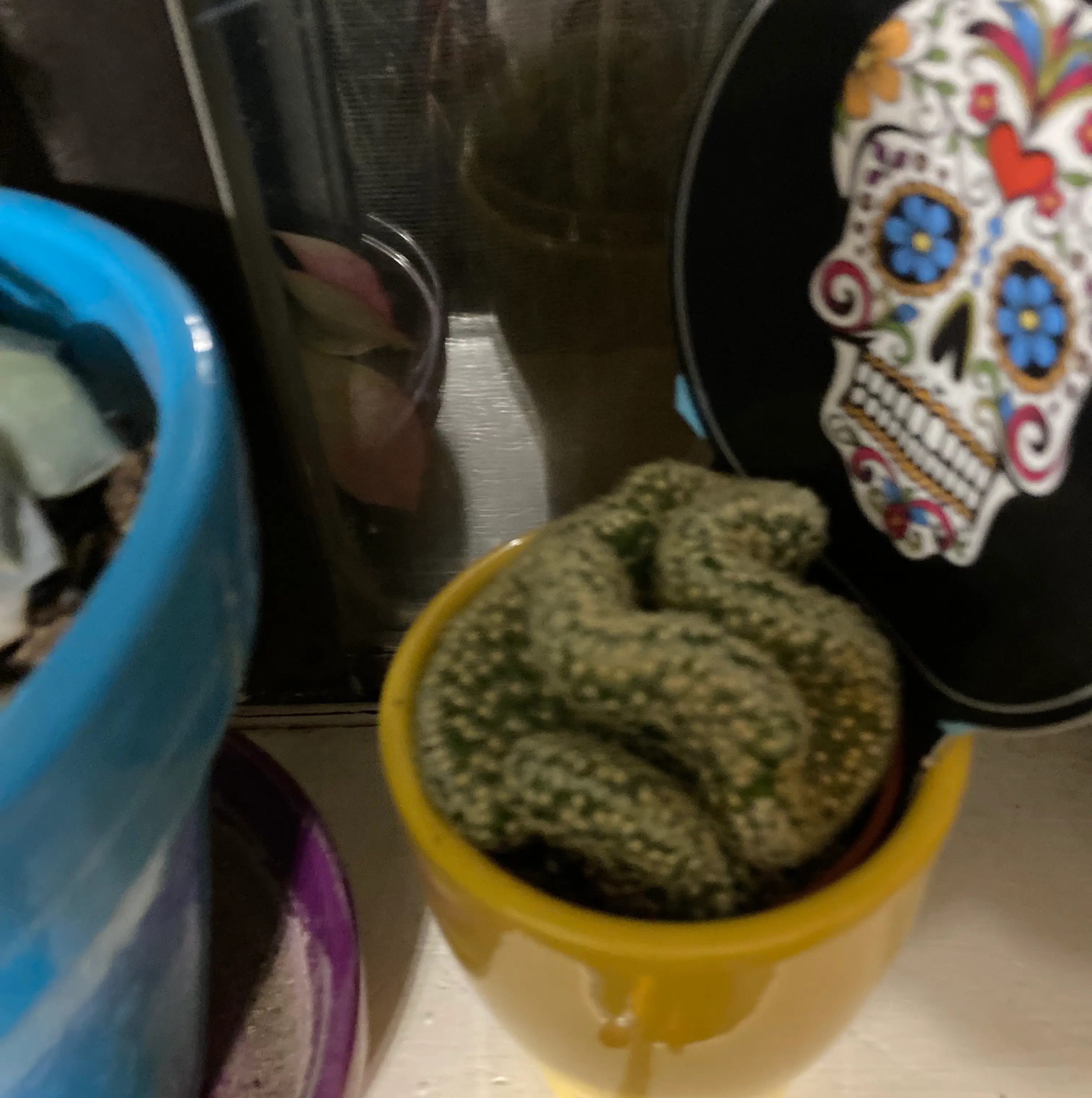 Photo of the plant species Echinofossulocactus palmillas by Jamie named Ernesto de la Cruz on Greg, the plant care app