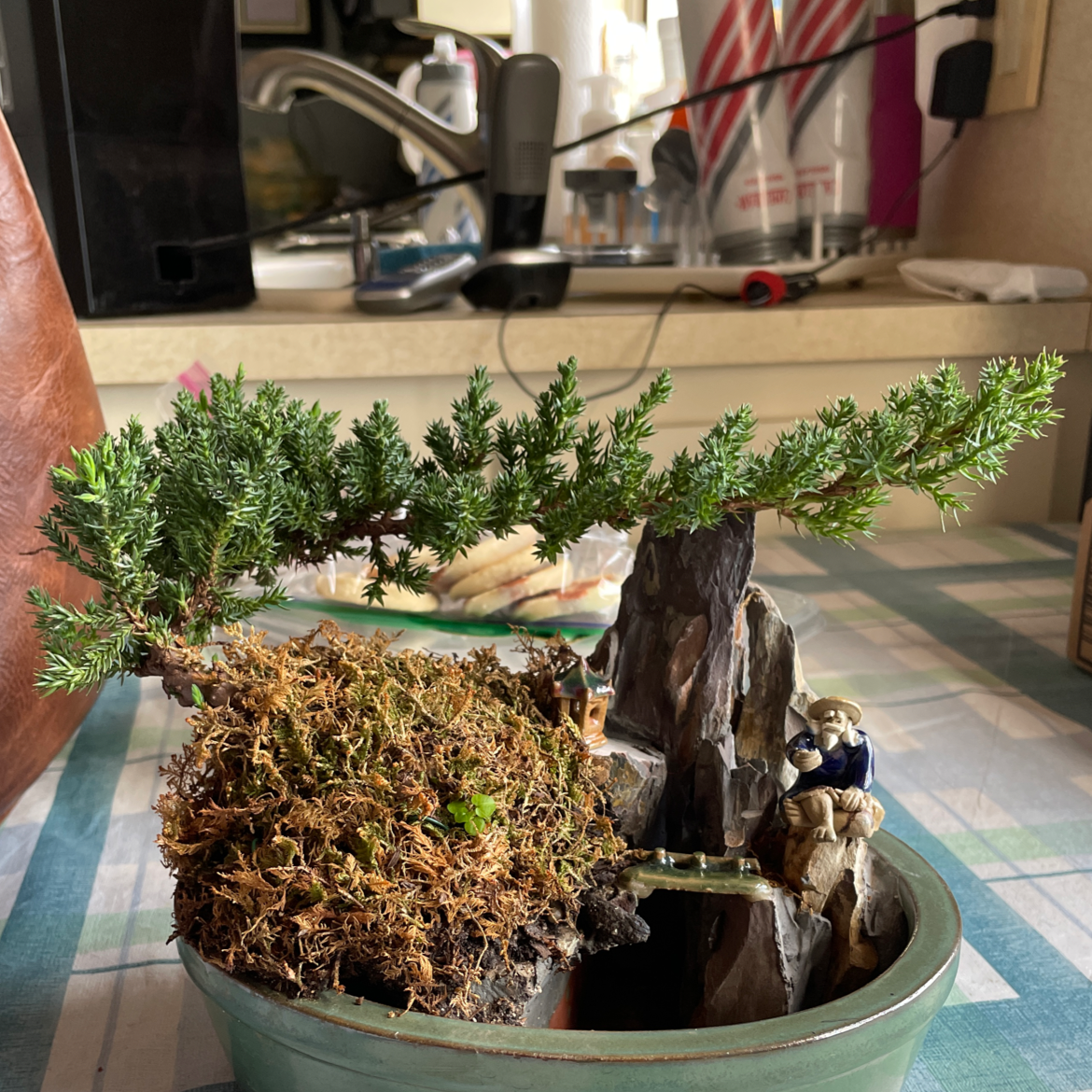 Propagating Creeping Juniper The Ultimate Guide