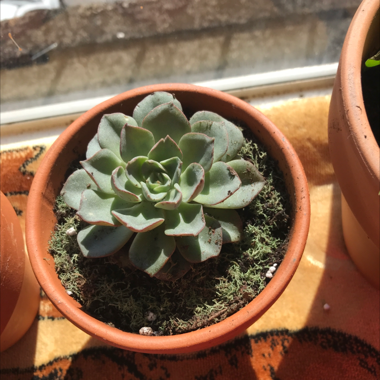 Potted Graptopetalum succulent on a windowsill, healthy with no visible issues.