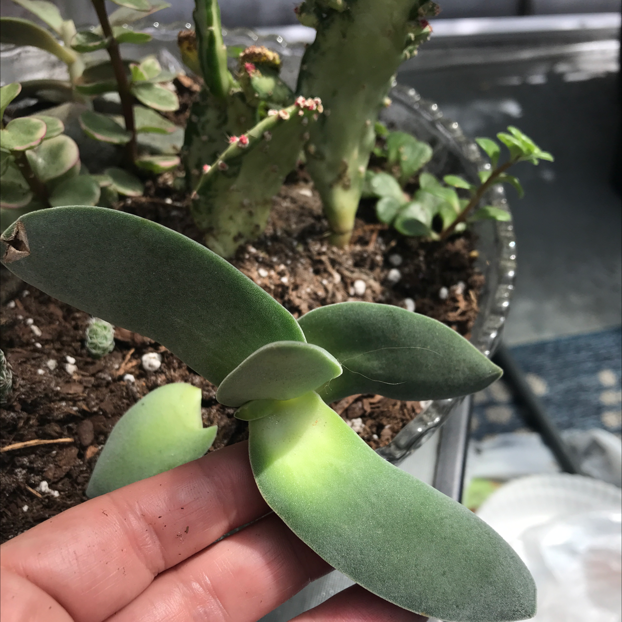 Succulent plant with thick leaves showing some yellowing at the base, potted in soil with other plants in the background.
