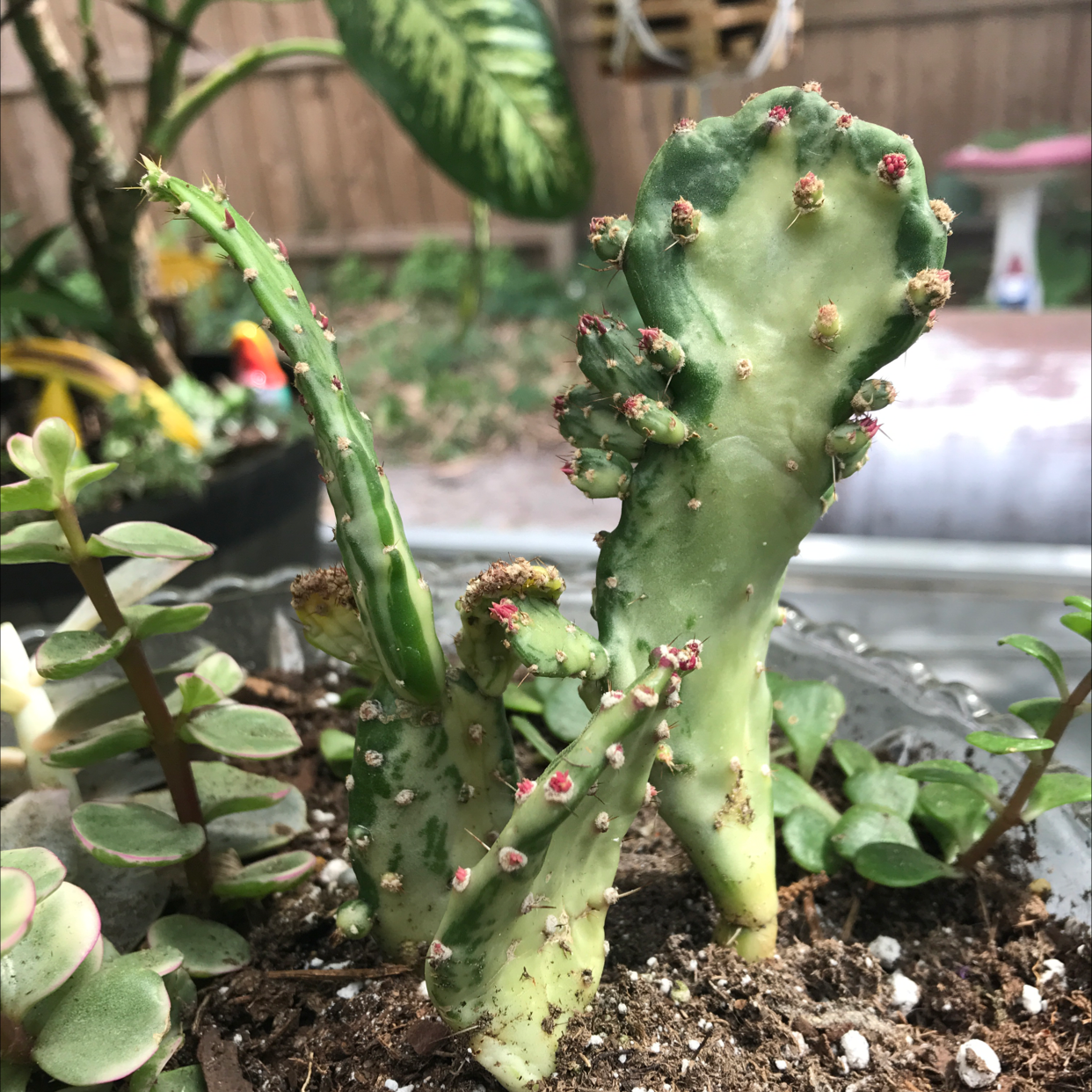 Drooping Prickly Pear plant with browning and black spots on pads, visible soil, and multiple plants in the background.