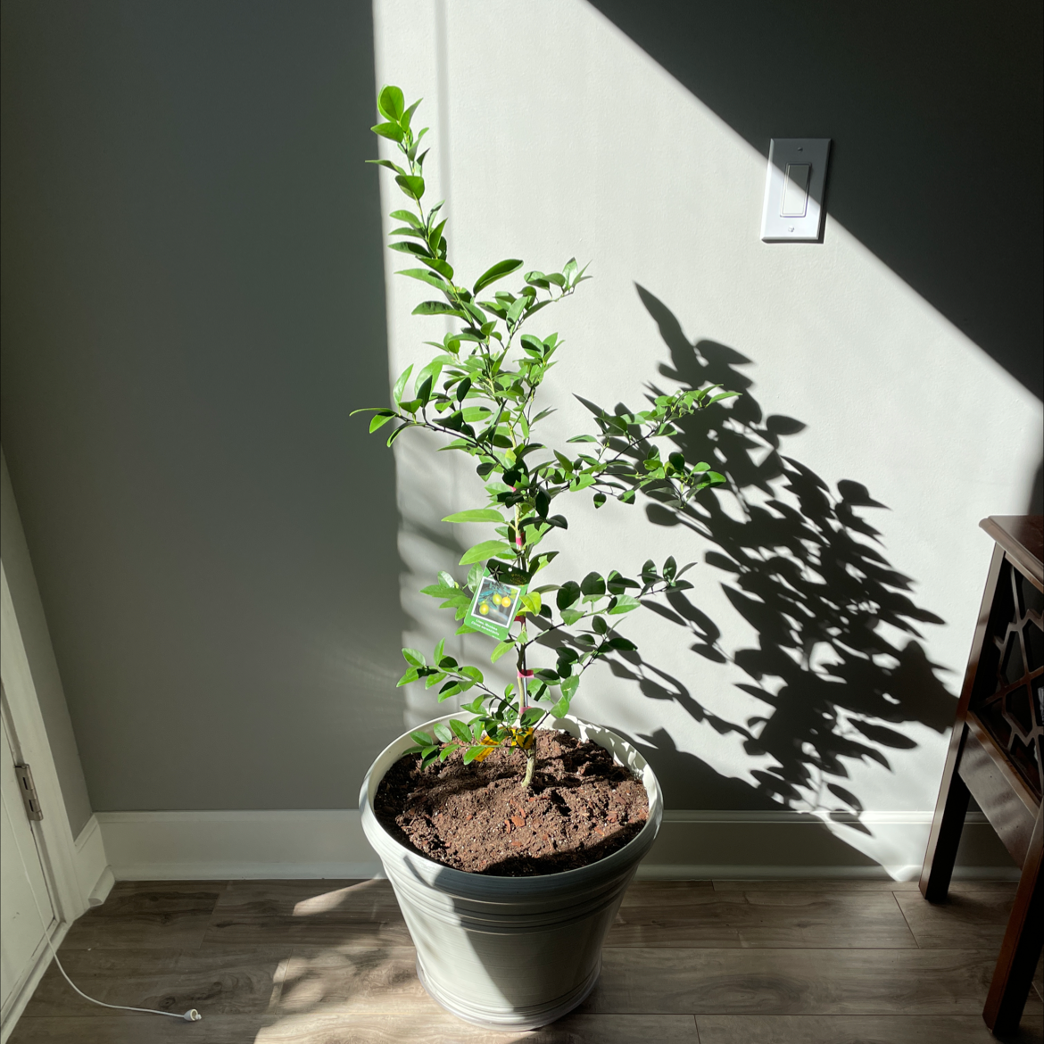 Potted Persian Lime plant indoors with healthy green leaves.