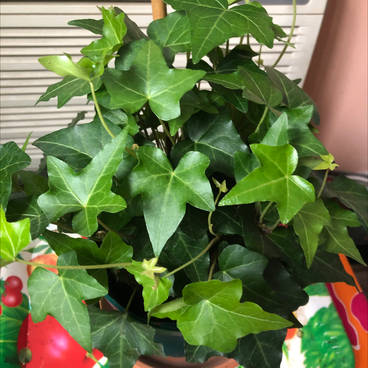 English Ivy plant photo by Melanie t. named English Ivy Baltic Trailing Vine on Greg, the plant care app.