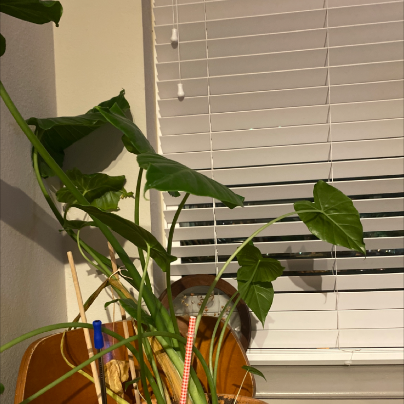 Alocasia 'Portora' plant indoors near a window with blinds, showing healthy green leaves.