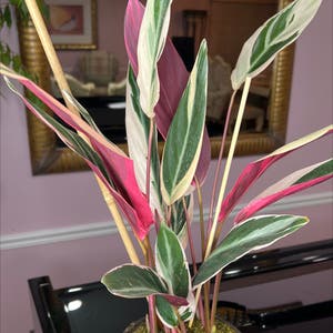 Triostar Stromanthe plant photo by @iWhilby2021 named Audreè on Greg, the plant care app.