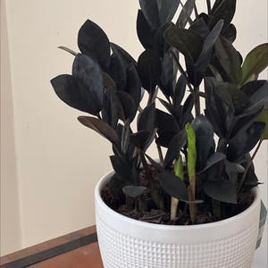 Eternity Plant plant photo by @iWhilby2021 named Lady-in-Black on Greg, the plant care app.