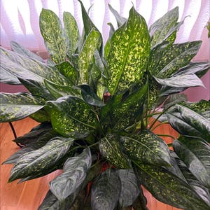 Dieffenbachia plant photo by Iwhilby2021 named Blessing on Greg, the plant care app.