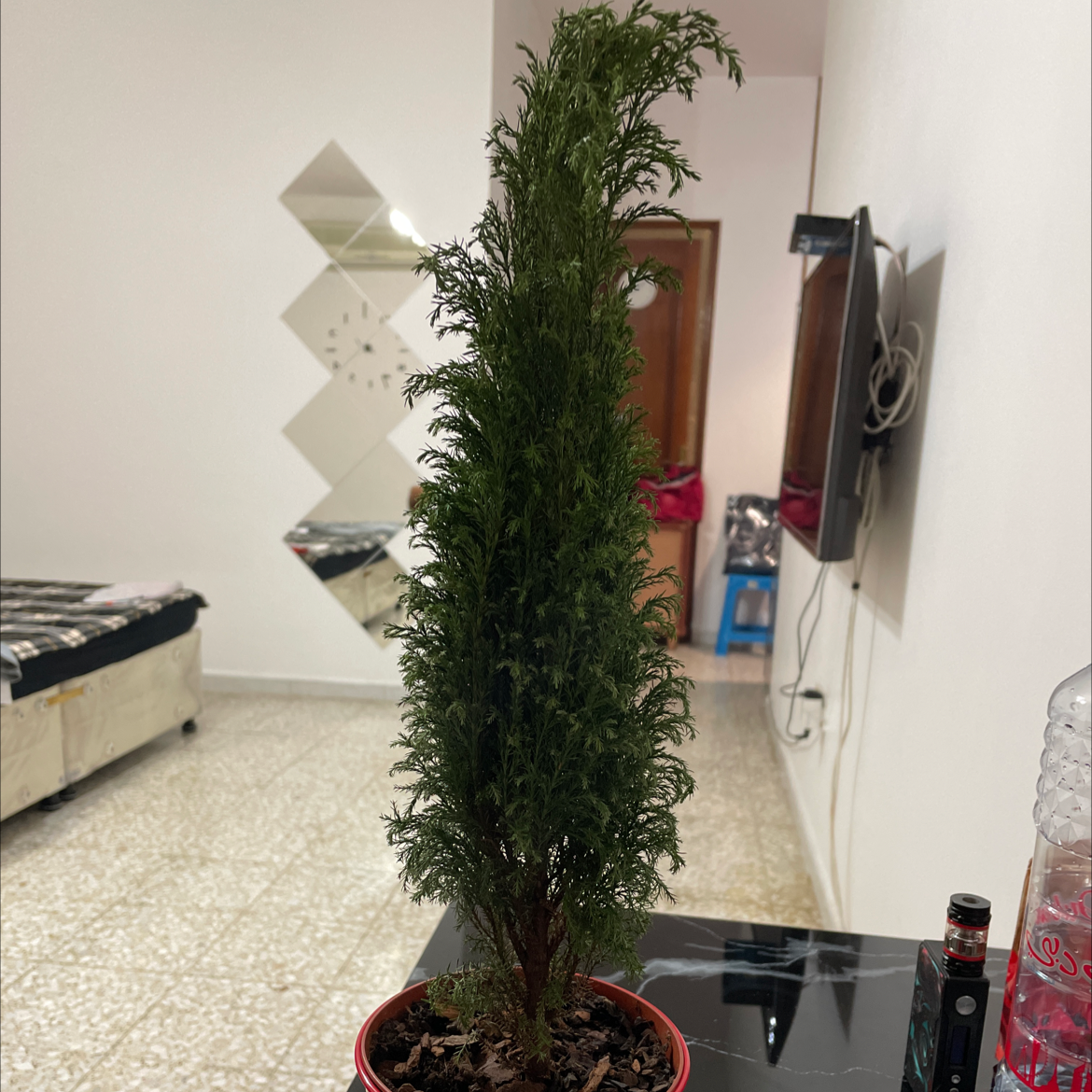 Lawson Cypress plant in a pot indoors with green foliage.