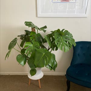 Monstera plant photo by Teapott73 named Big Boy on Greg, the plant care app.