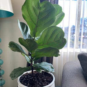 Fiddle Leaf Fig plant photo by Teapott73 named Freddie on Greg, the plant care app.