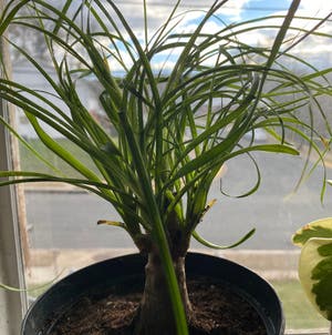 Ponytail Palm plant photo by @Teapott73 named Shirley on Greg, the plant care app.