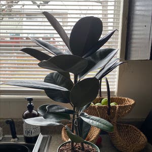 Rubber Plant plant photo by @Teapott73 named Megan on Greg, the plant care app.