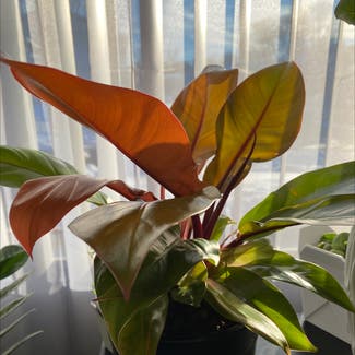Philodendron 'Prince of Orange' plant in Somewhere on Earth