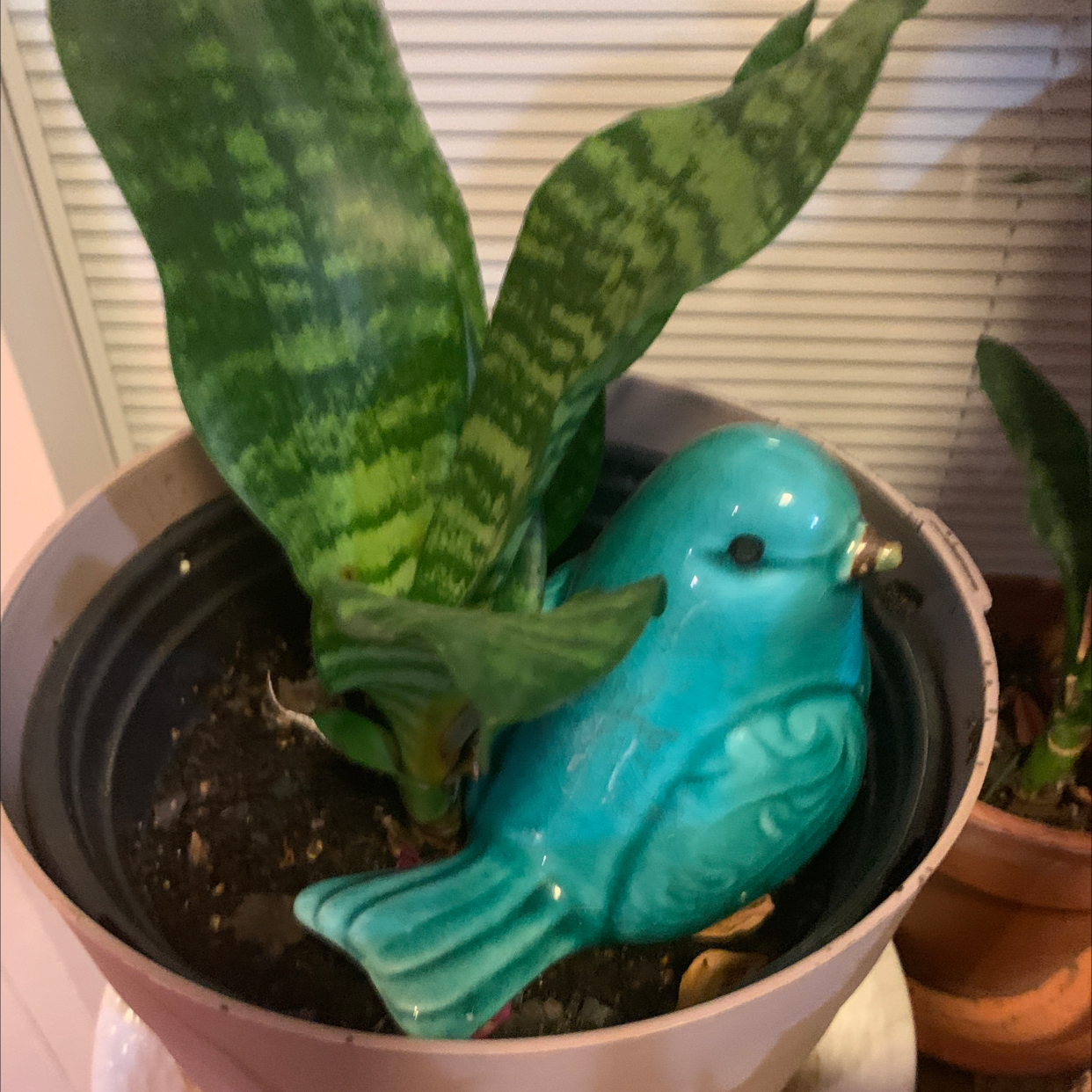 Snake Plant plant photo by Heather named Birdie on Greg, the plant care app.