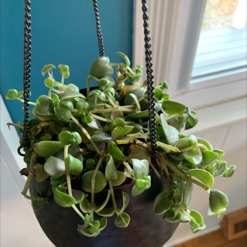 Crassula Pellucida plant photo by @Handbanana421 named Austen on Greg, the plant care app.