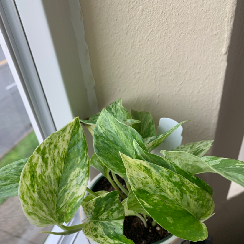 Hawaiian Pothos plant near a window with green variegated leaves.