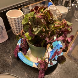Purple Waffle Plant plant