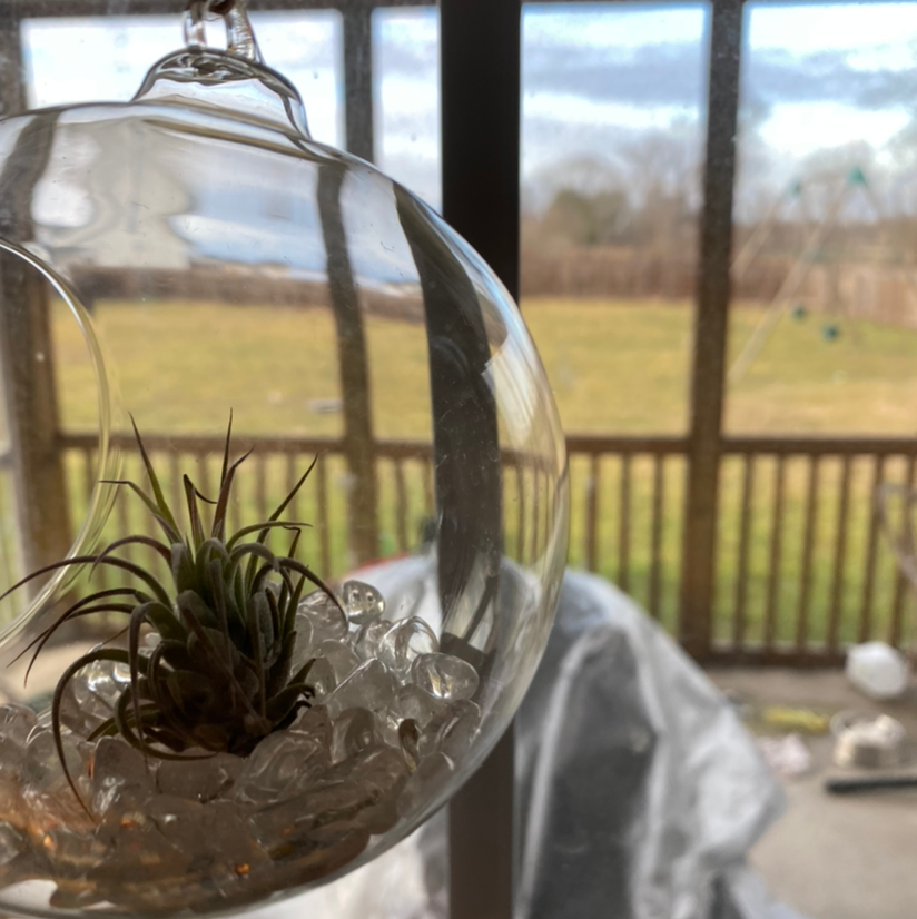 best fertilizer for pineapple plants