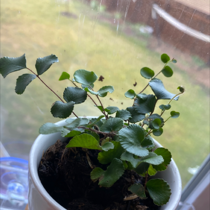 Heart Fern plant in a white pot near a window with healthy green leaves.