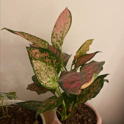Chinese Evergreen plant