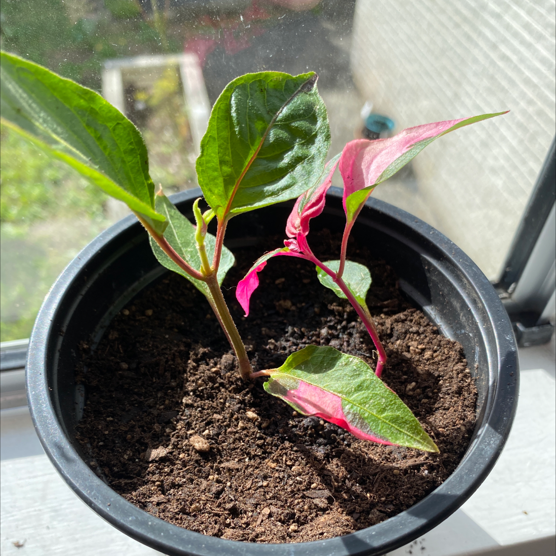 Potted Hairy Joyweed plant with green and pink leaves in good health.