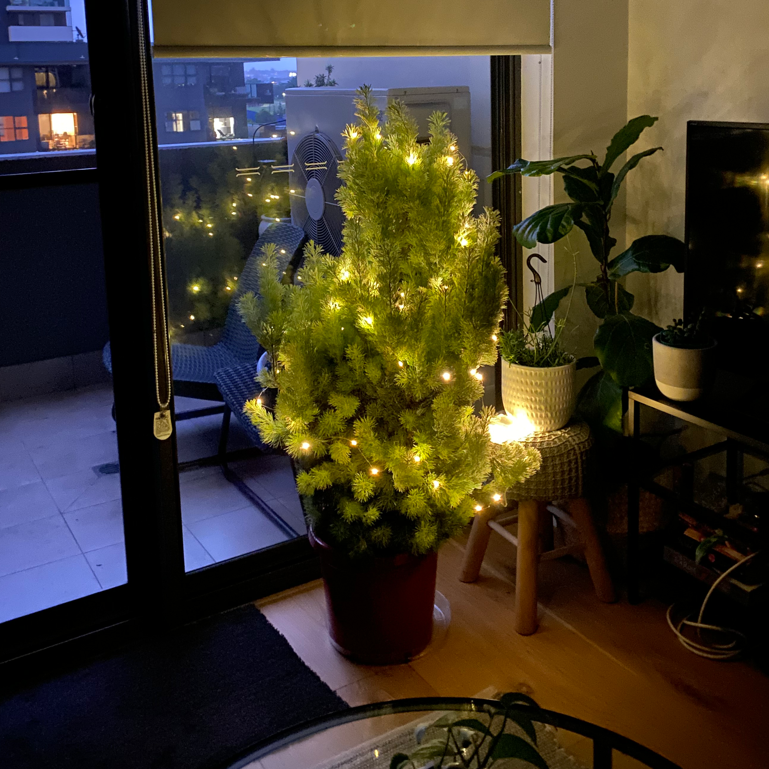 Photo of the plant species Albany Woollybush by Alexandra named Woolly Bush on Greg, the plant care app