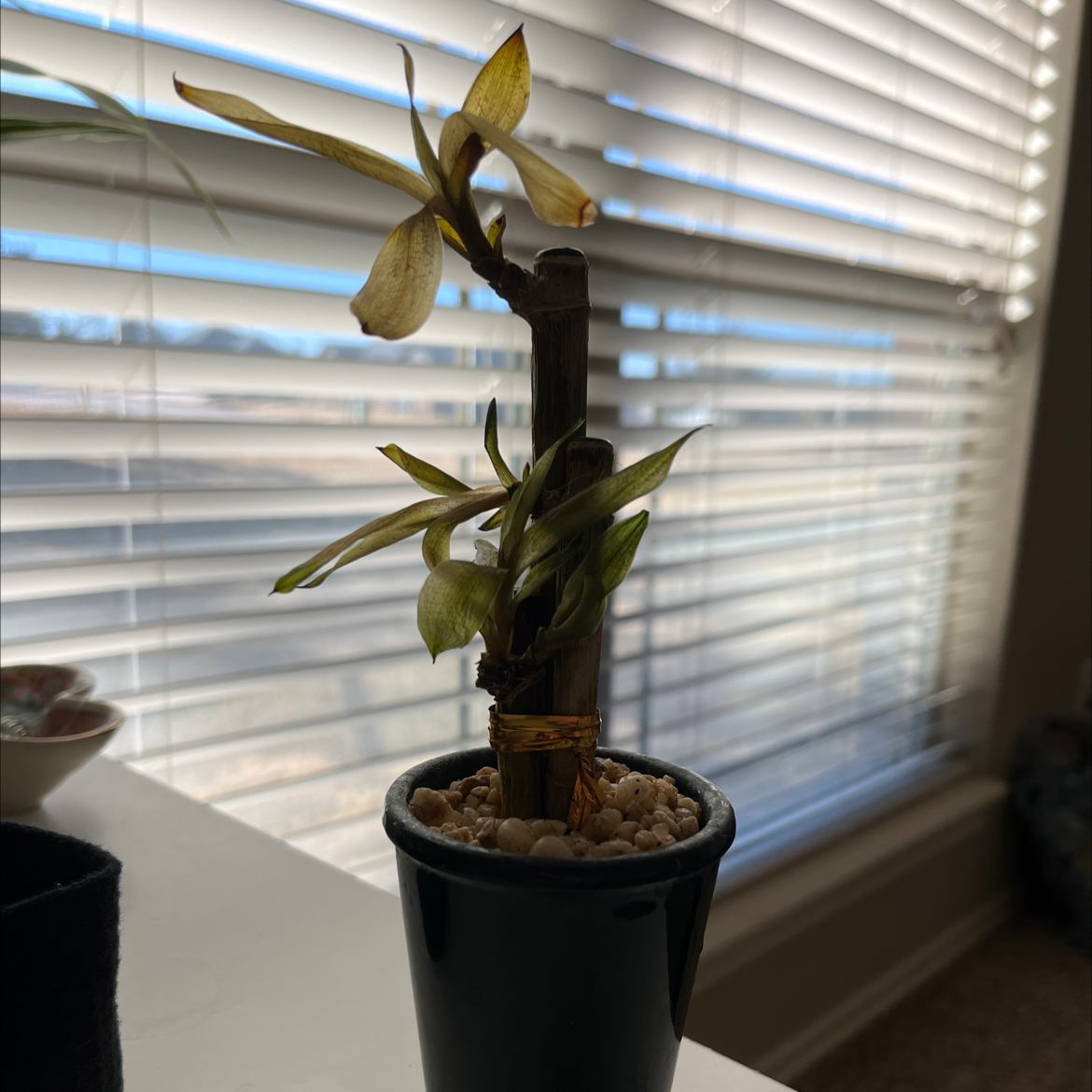 Cornstalk Dracaena plant photo by Ivory named Harmony on Greg, the plant care app.