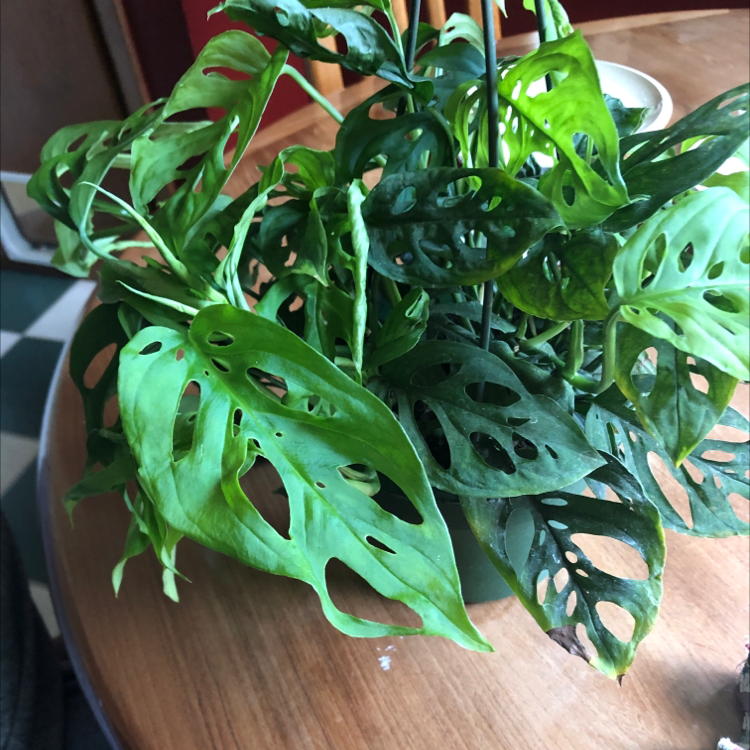 Large, healthy Monstera deliciosa plant with glossy green leaves featuring natural holes and splits, in a white pot on a wooden table.