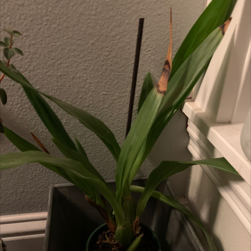 Siam tulip plant with some browning leaf tips, potted indoors near a window.