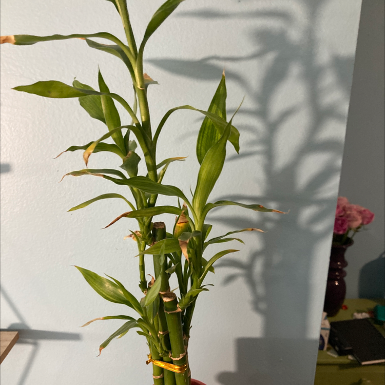 Lucky Bamboo plant photo by Claire named bamboo on Greg, the plant care app.