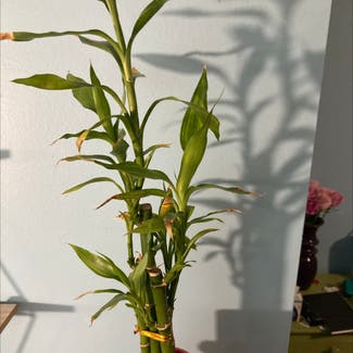Lucky Bamboo plant in West Dundee, Illinois
