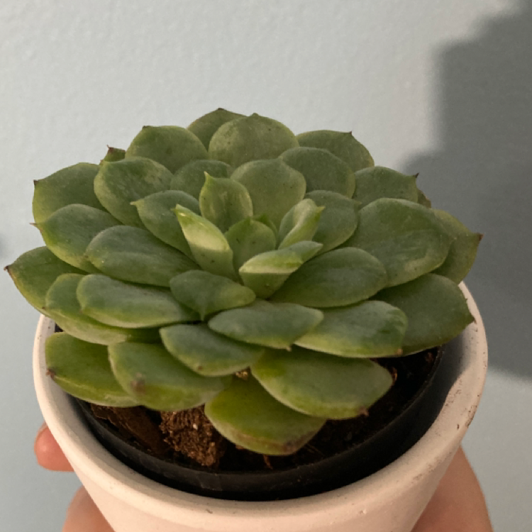 Blue Echeveria plant photo by Claire named chili on Greg, the plant care app.